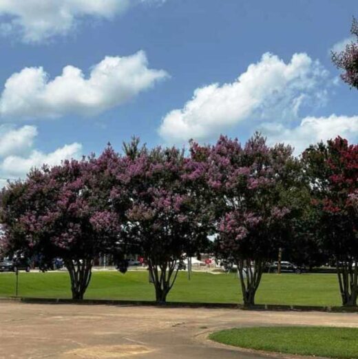 Top 5 Tall Crape Myrtle Tree Varieties for North Texas